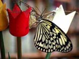 butterfly_photo3