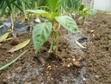 浅植え・根洗いで定植したピーマンの苗