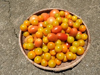 ざるる一杯に彩りの違うトマトを収穫