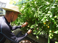 ２日おきにトマトを収穫