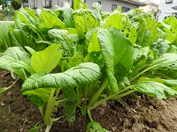 濃緑野菜で葉茎が柔らかいビタミン菜