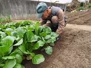 冬菜の収穫作業